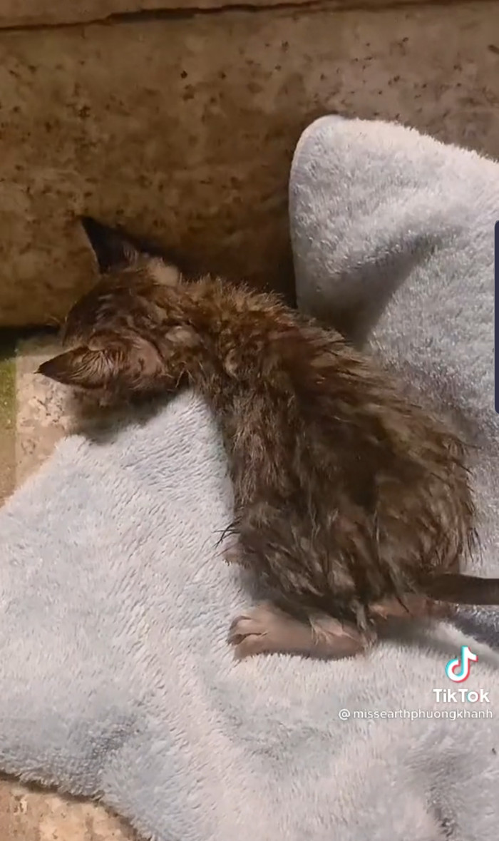 Chú mèo nhỏ xíu, run lẩy bẩy... 