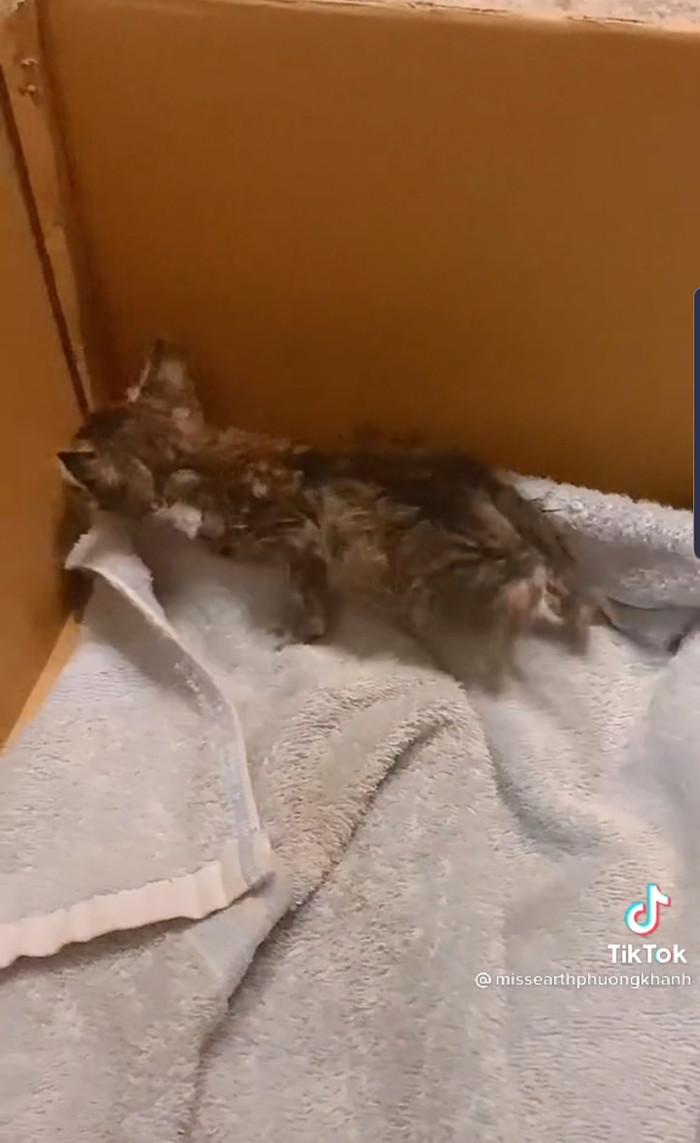 Không chỉ duyên dáng, xinh đẹp, Phương Khánh còn sở hữu một trái tim ấm áp, yêu thương động vật. 