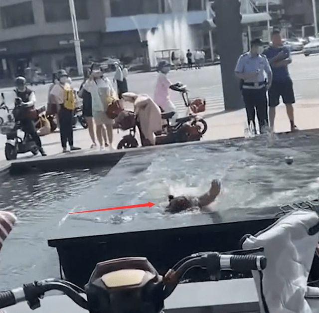 Cô gái thản nhiên bơi lội trong hồ phun nước ở quảng trường. 