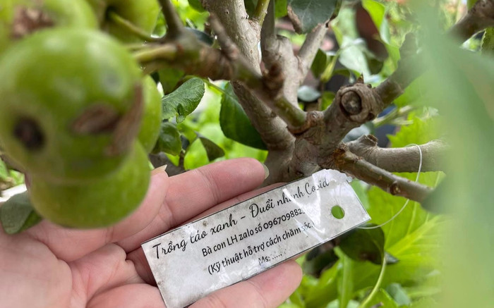 Cây táo được trồng trong khu phong tỏa nay đã có 'quả ngọt' Ảnh 2