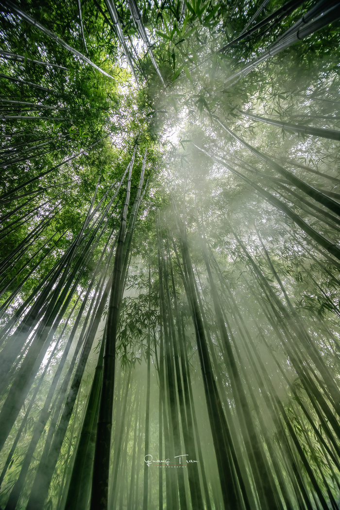 Đi vào rừng trúc sẽ cảm nhận được nét hoang sơ hiếm thấy