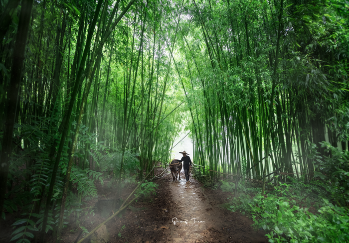 Người dân ở Phong Nậm chủ yếu sinh sống bằng nghề làm ruộng và đi rừng