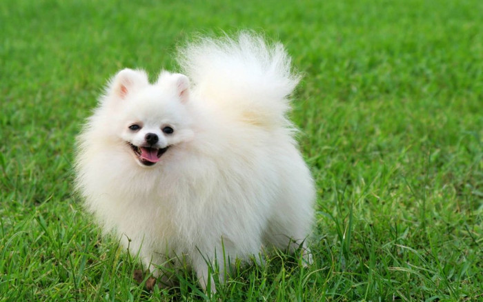 Bộ Y tế khuyến cáo: Đã có bằng chứng cho việc Covid-19 có thể lây sang vật nuôi, không nên tiếp xúc Ảnh 2