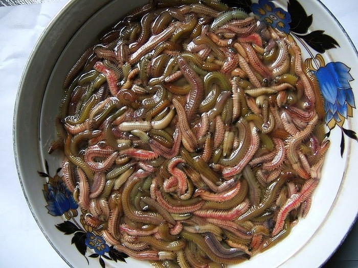 Rươi là một món nhìn thì không dám ăn, nhưng khi rán làm chả thì cực kỳ bắt miệng. 