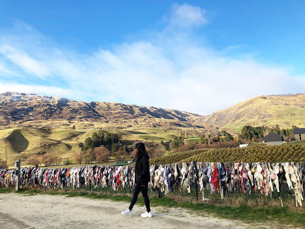 “Hàng rào áo lót” độc nhất thế giới là điểm check-in hút khách tại New Zealand.
