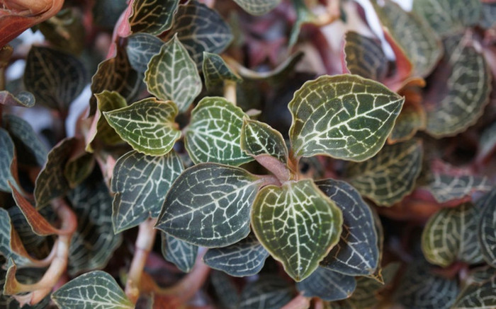 Bí ẩn loài cỏ kim cương được đồn chữa ung thư, công dụng thế nào mà có mức giá lên đến 20 triệu đồng/kg Ảnh 2