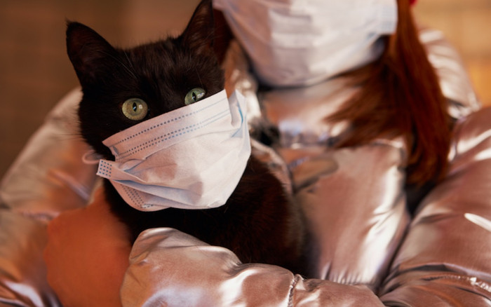 Covid-19 lây nhiễm từ vật nuôi sang người thế nào, cần làm gì để phòng tránh? Ảnh 2