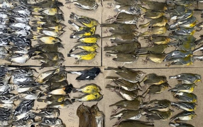 Xác gần 300 con chim rơi quanh các tòa nhà chọc trời ở New York gây ám ảnh Ảnh 2