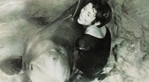 Cá heo yêu say đắm cô gái mới gặp, biết ghen tuông và tự tử khi phải xa người tình Ảnh 3