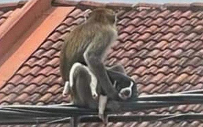 'Băng đảng' khỉ hoang bắt cóc chó con suốt 3 ngày, lý do phía sau gây tranh cãi Ảnh 2