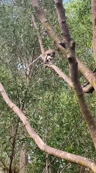 'Băng đảng' khỉ hoang bắt cóc chó con suốt 3 ngày, lý do phía sau gây tranh cãi Ảnh 2