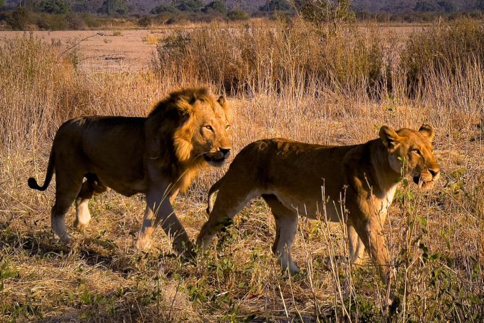 Những hình ảnh chụp bằng chế độ Macro vẫn tương đối sắc nét dù chụp ảnh thiếu sáng và rung tay.