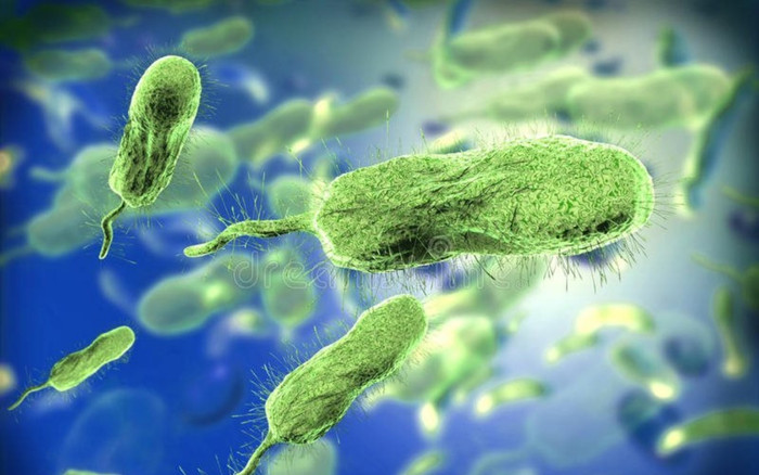 Người phụ nữ bị vi khuẩn 'ăn cụt' bàn tay trái trong vài giờ sau khi chế biến cá Ảnh 2