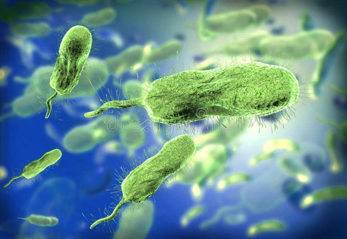 Vi khuẩn Vibrio vulnificus có trong hải sản và nước biển. (Ảnh: dreamstime).
