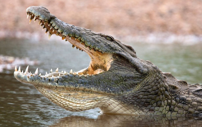 Bị cá sấu vào tận lều tấn công khi đi cắm trại, ngỡ rằng phải chết ngờ đâu kỳ tích xuất hiện Ảnh 2