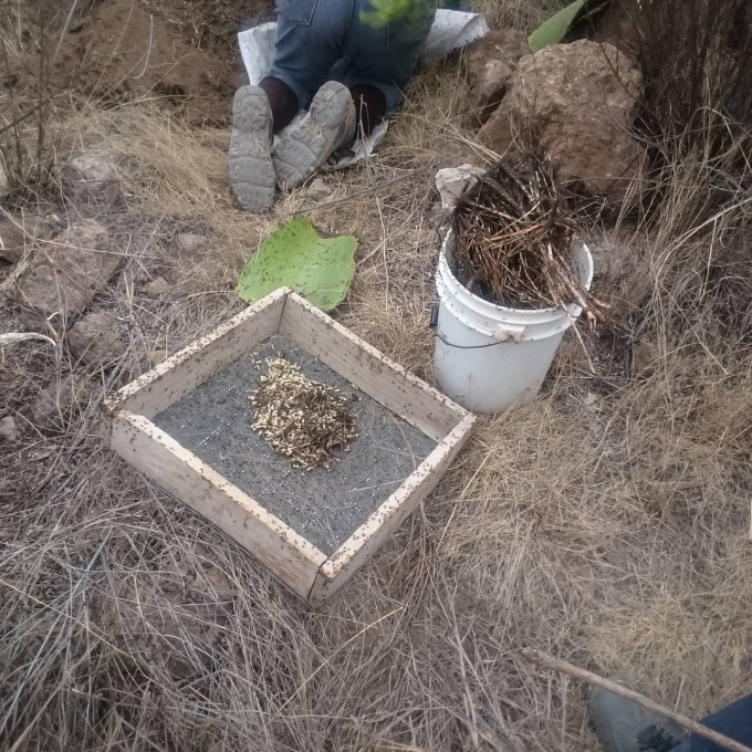 Hình ảnh ấu trùng kiến được thu hoạch.