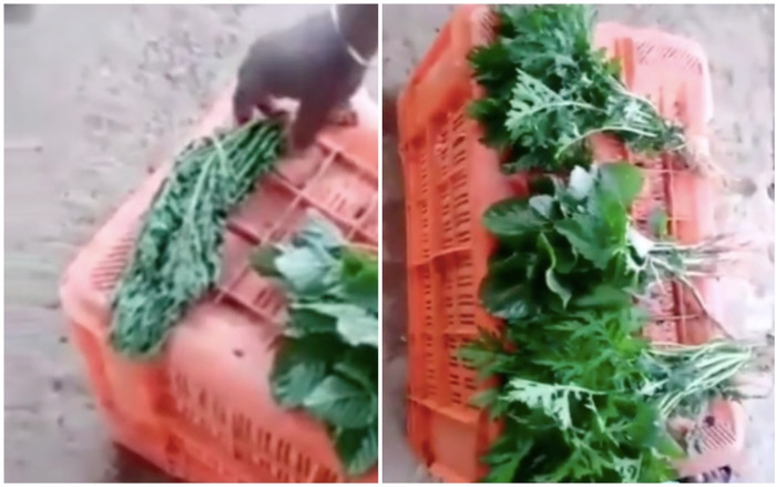 Xuất hiện clip rau héo úa nhúng vào nước 'thần thánh' liền tươi rói trong vài giây, chuyên gia nói gì? Ảnh 2