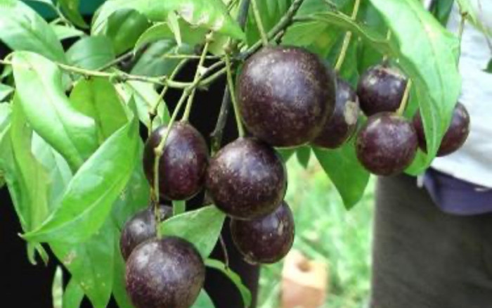 Gần 20 học sinh ngộ độc nhập viện, một bé tử vong do ăn quả Hồng Châu Ảnh 2