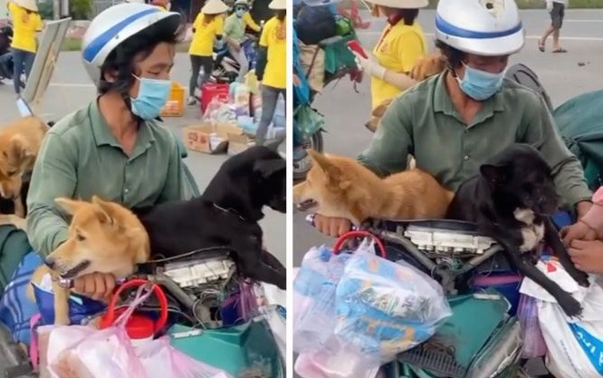 UBND tỉnh Cà Mau ra văn bản yêu cầu báo cáo về sự việc '15 chú chó bị tiêu hủy' Ảnh 2