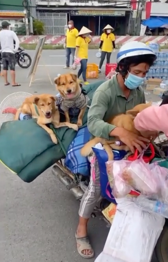 UBND tỉnh Cà Mau ra văn bản yêu cầu báo cáo về sự việc '15 chú chó bị tiêu hủy' Ảnh 1