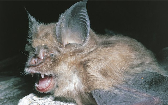 Phát hiện mới xoay quanh giả thiết 'virus gây Covid-19 bắt nguồn từ hang dơi' Ảnh 2