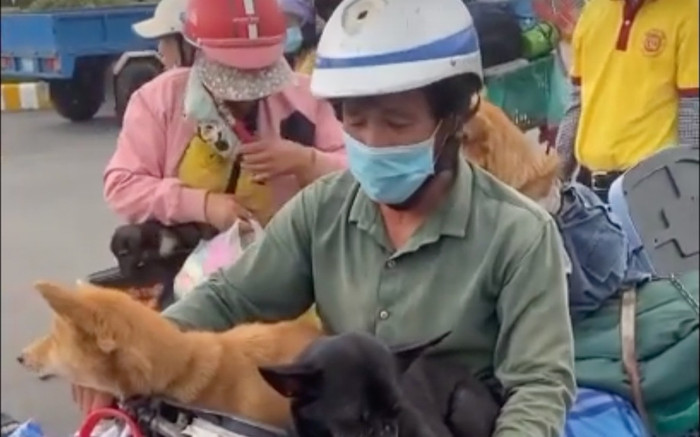 Bác sĩ Trương Hữu Khanh: 'Chó chỉ cần tắm rửa sạch sẽ là không thể lây Covid-19 được' Ảnh 2