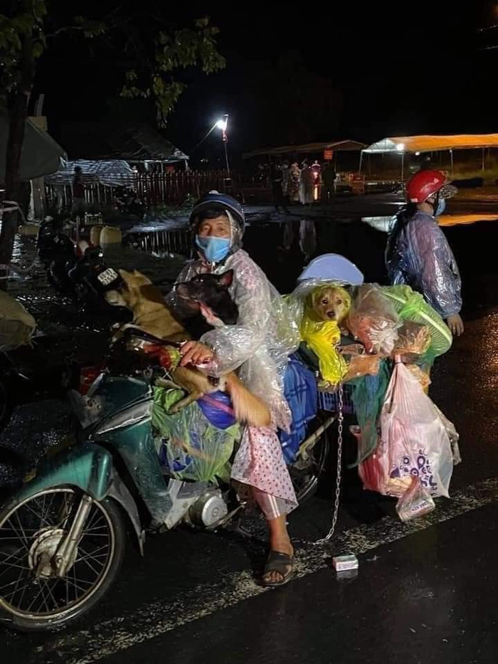 Bác sĩ Trương Hữu Khanh: 'Chó chỉ cần tắm rửa sạch sẽ là không thể lây Covid-19 được' Ảnh 2