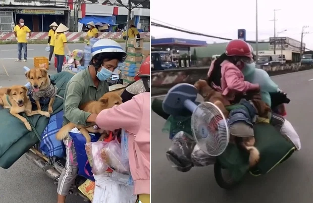 Người chủ của 15 chú chó bị tiêu hủy đang 'rất mệt mỏi' Ảnh 3