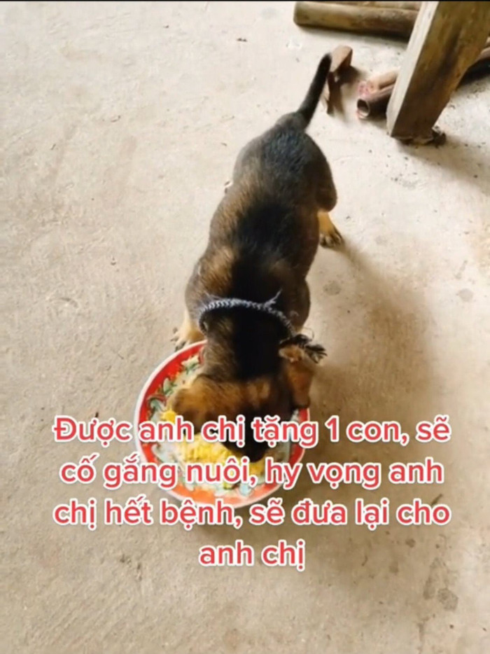 Nam thanh niên cho biết, sau khi vợ chồng ông Minh Hùng, anh sẽ đến tận nơi trao tặng lại chú chó