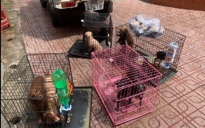Đồng Nai: 12 chú chó của gia đình bị F0 được ủy ban phường đón về chăm sóc Ảnh 2