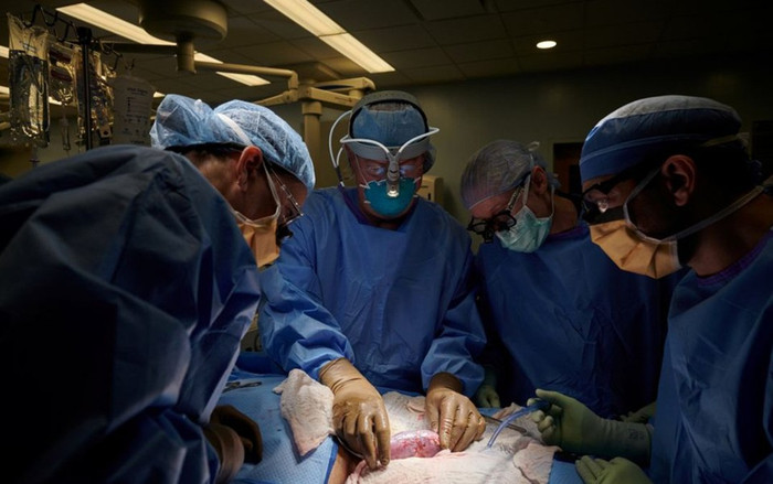 Mỹ cấy ghép thành công thận của lợn cho người Ảnh 2