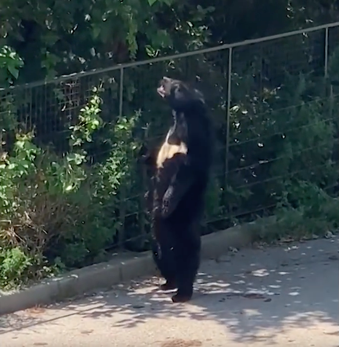'Nó mà bấm điện thoại nữa thì có hết hồn mất', một cư dân mạng vui vẻ bình luận.