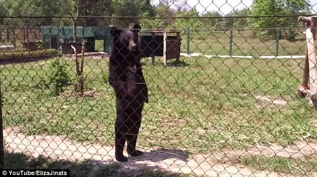 Trước đó, tại một trại cứu hộ gấu ở Đông Nam Á ghi nhận một trường hợp chú gấu đi lại bằng 2 chân sau y như con người.