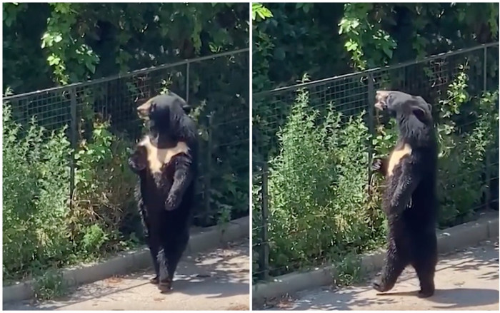 Clip chú gấu đen hờ hững, dạo bước đi bằng 2 chân 'ngắm cảnh' khiến dân mạng tròn mắt Ảnh 2