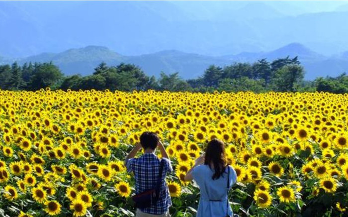 Choáng ngợp quên lối về trước vẻ đẹp của cánh đồng hoa hướng dương ở Nghệ An Ảnh 2