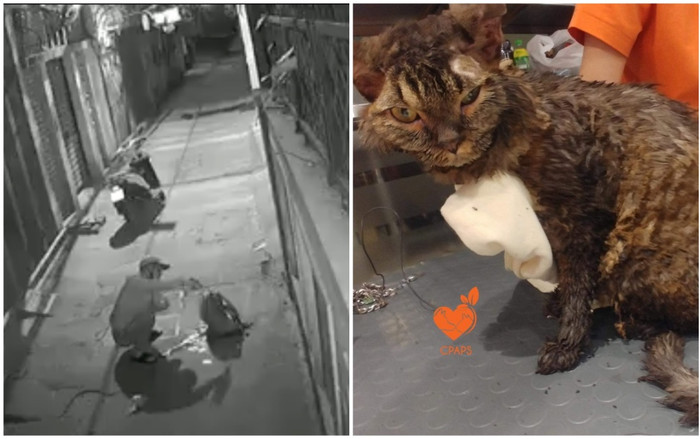 Rợn người clip thanh niên châm lửa thiêu sống mèo: Chú mèo cơ thể rực lửa đau đớn lao đi trong đêm Ảnh 2