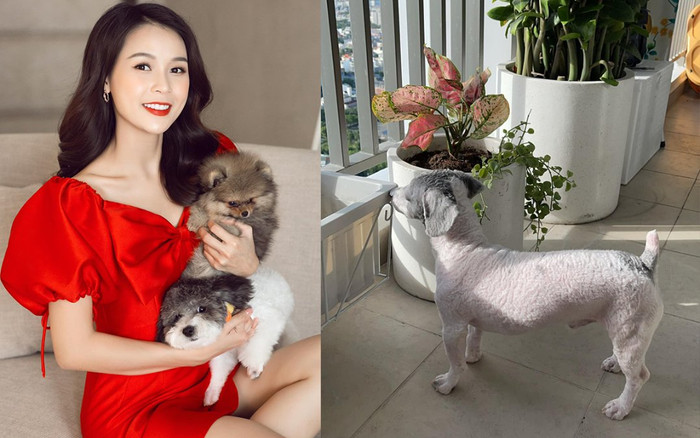 Hậu thị phi với đại gia truyền thông, Sam bức xúc khi thú cưng bị coi là gia súc, xâm phạm đời tư Ảnh 2