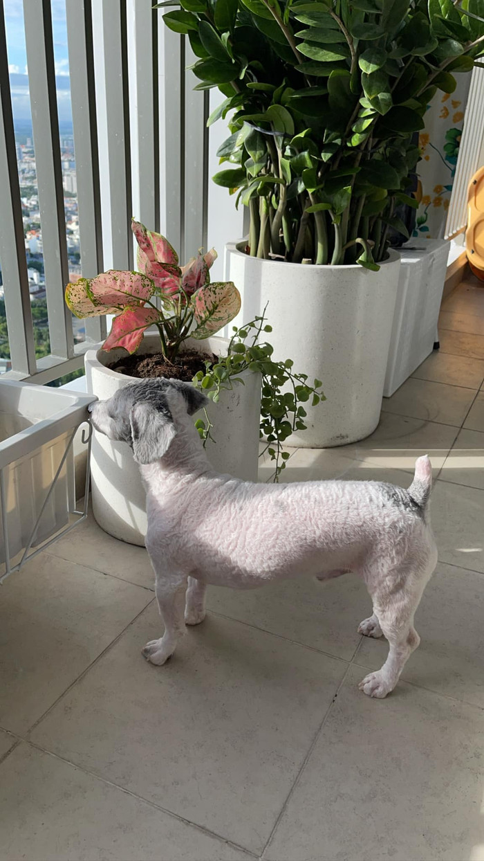 Chú cún thú cưng của Sam