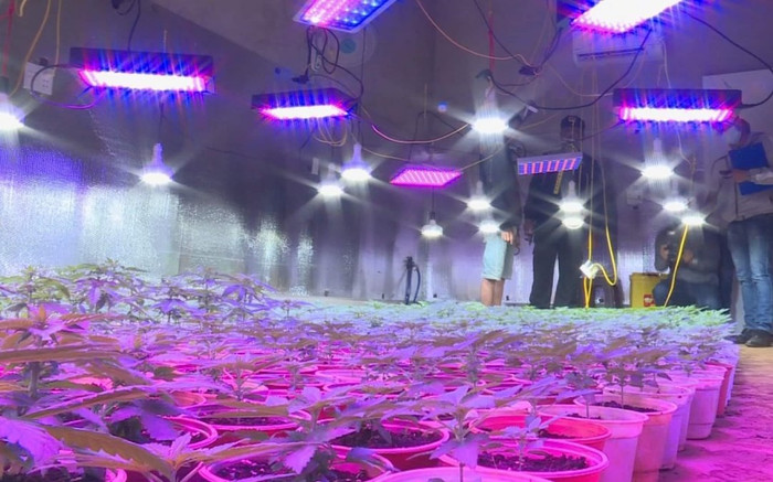 Truy nã đối tượng cầm đầu đường dây trồng cần sa lớn nhất Đắk Lắk Ảnh 2