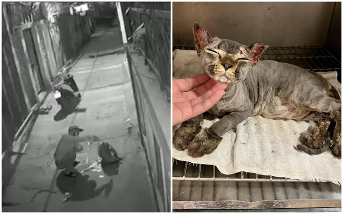 Chú mèo bị châm lửa thiêu sống ở Hà Nội: 'Bằng một cách thần kỳ nào đó, bé đang phục hồi rất tốt' Ảnh 2