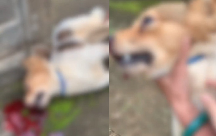 Phát hiện hàng xóm đập đầu chú chó cưng đến chết 'vì ăn mất gà', cô gái gào khóc thảm thiết Ảnh 2