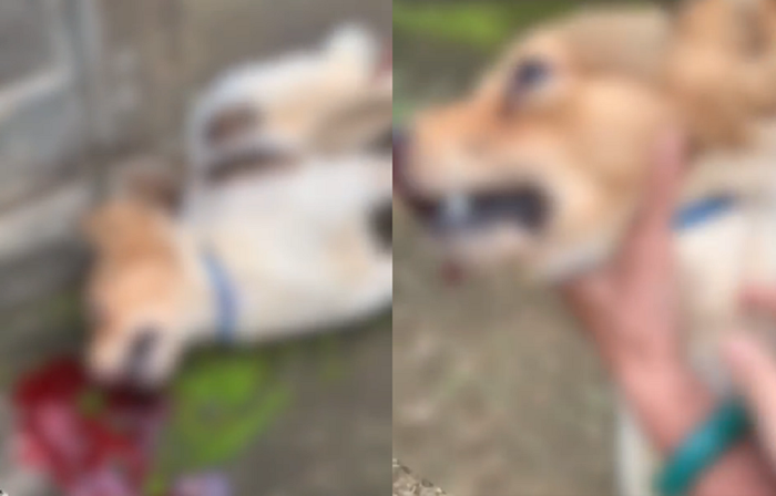 Phát hiện hàng xóm đập đầu chú chó cưng đến chết 'vì ăn mất gà', cô gái gào khóc thảm thiết Ảnh 3