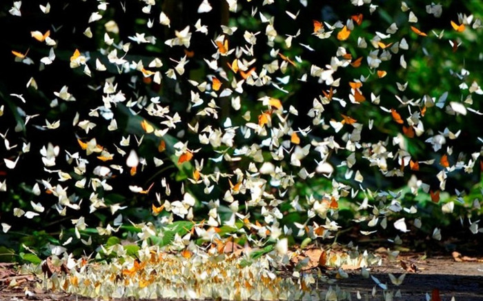 Vườn quốc gia của Việt Nam 3 lần được vinh danh 'hàng đầu châu Á' Ảnh 2