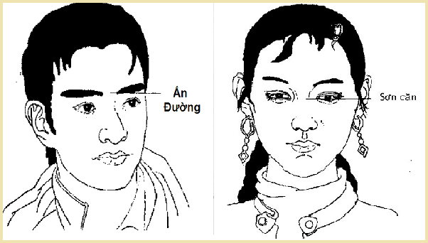 Vị trí sơn căn. 