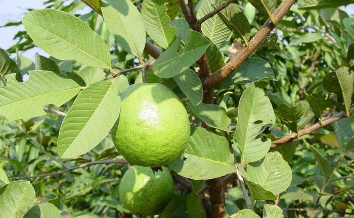 Quả ổi đỏ au, nhìn ngon mắt mà sao dân tình chê bai mải miết thế này? Ảnh 4