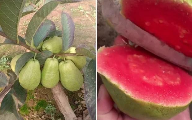 Quả ổi đỏ au, nhìn ngon mắt mà sao dân tình chê bai mải miết thế này? Ảnh 1