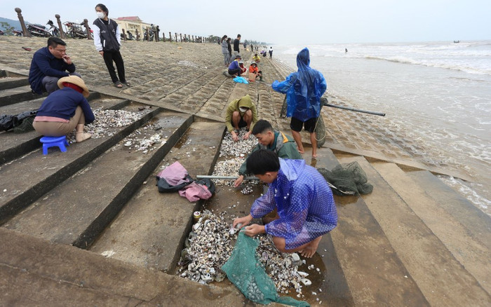 Hà Tĩnh: Người dân hồ hởi đổ xô đi vớt 'lộc trời' bị sóng đánh dạt vào bờ Ảnh 2