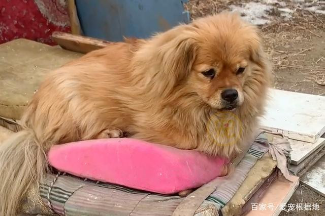 Chú chó kiên trì ngồi chờ chủ 5 năm, câu chuyện đằng sau khiến cư dân mạng xót xa Ảnh 4