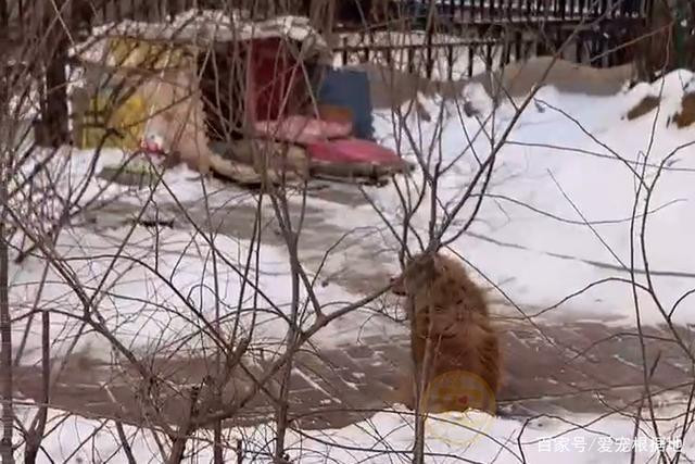 Chú chó kiên trì ngồi chờ chủ 5 năm, câu chuyện đằng sau khiến cư dân mạng xót xa Ảnh 5