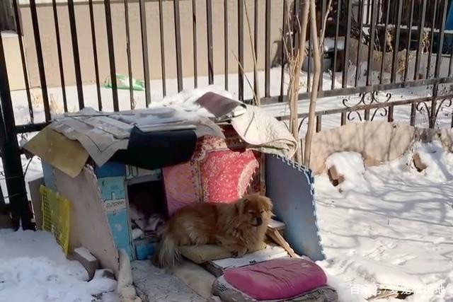 Chú chó kiên trì ngồi chờ chủ 5 năm, câu chuyện đằng sau khiến cư dân mạng xót xa Ảnh 3